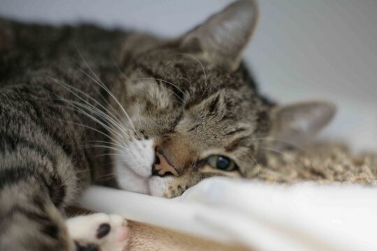 The Supervet S16E2 Betsy & Angel