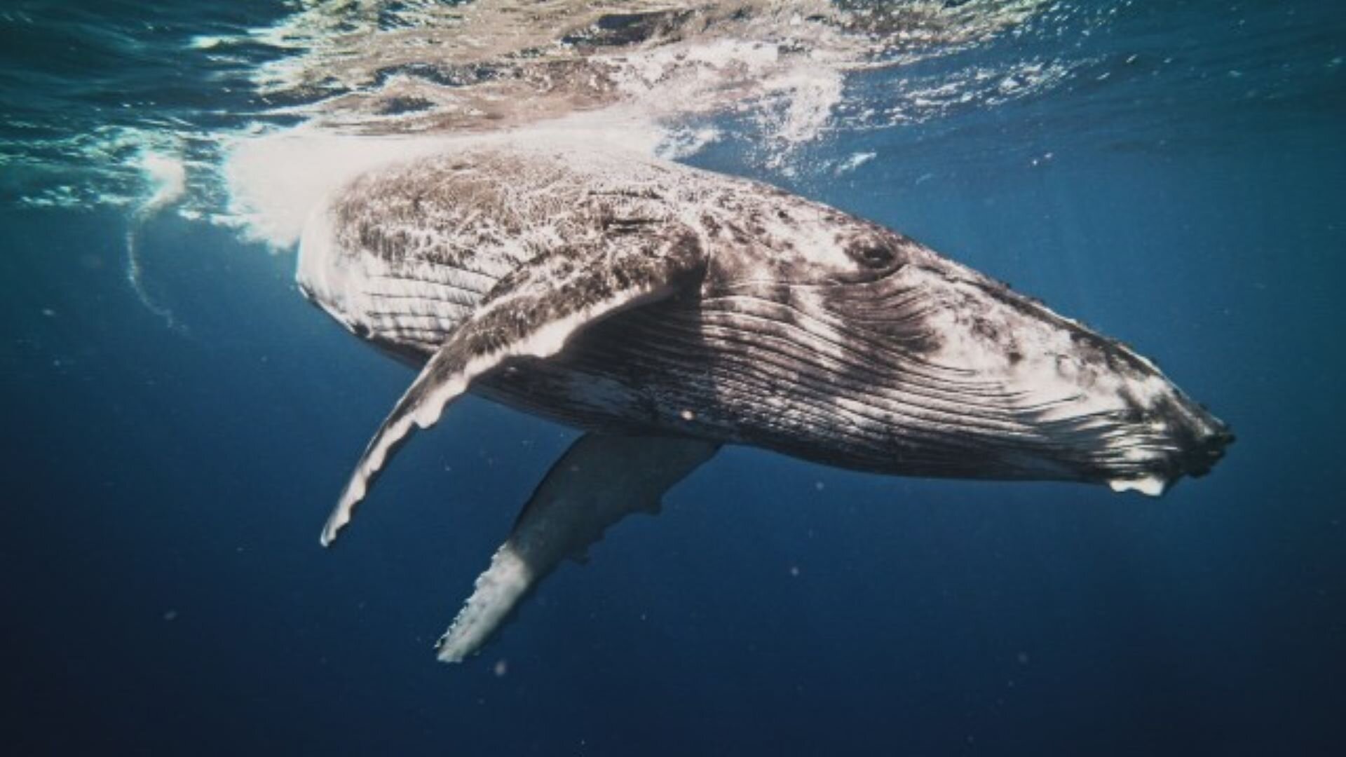 The Unbelieveable with Dan Aykroyd S3E2 Freak Accidents