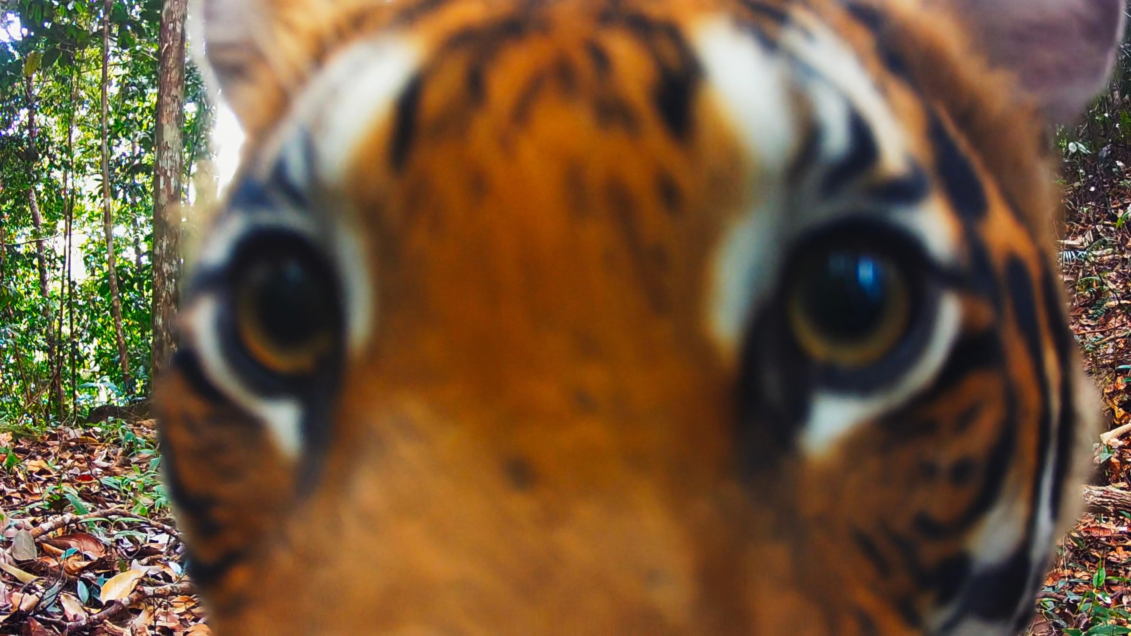 The Wild Ones S1E1 Tigers