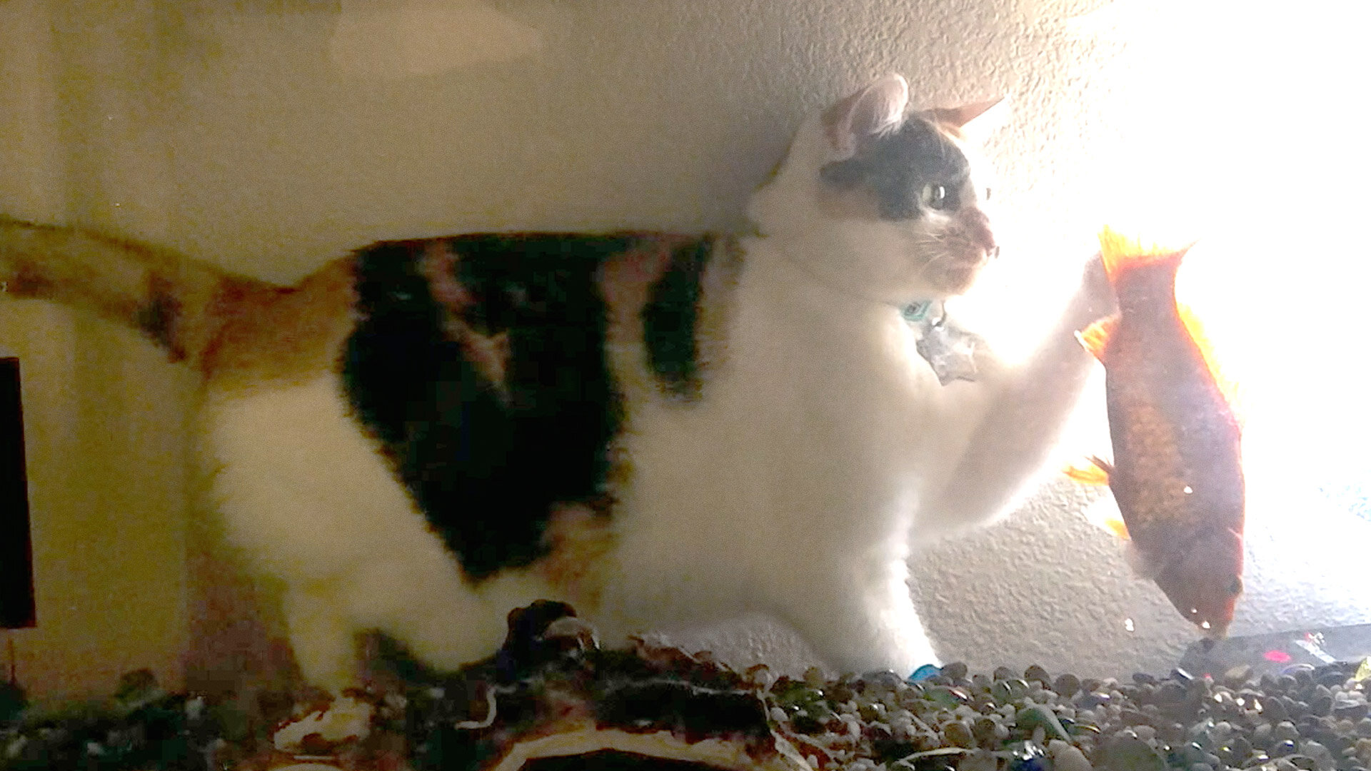 Totally Funny Animals S1E27 Top 10 Times Animals Proved They Are Smarter Than You Think