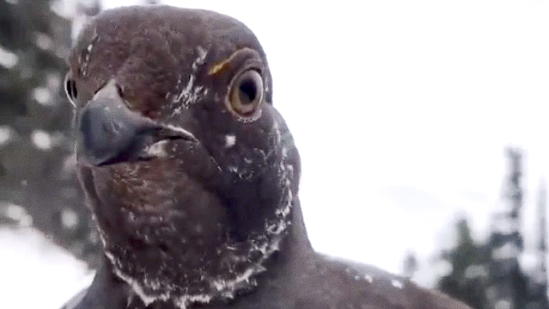 Totally Funny Animals S1E28 Top 10 Aerial Attacks