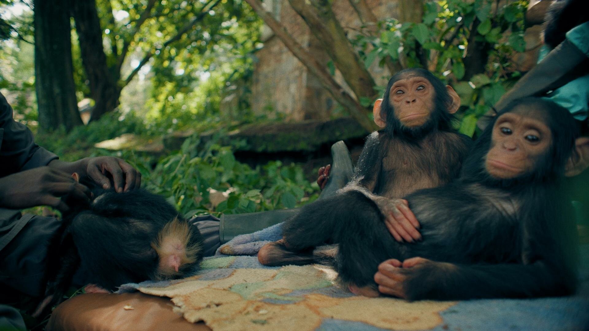 Trafficked with Mariana Van Zeller S4E5 Apes