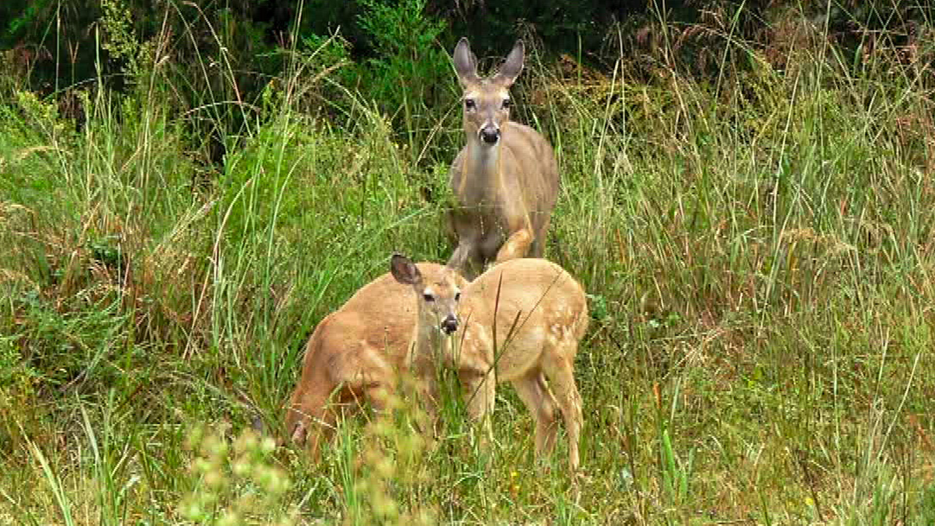 Wardens of the North S5E2 Lines In The Land And Lakes