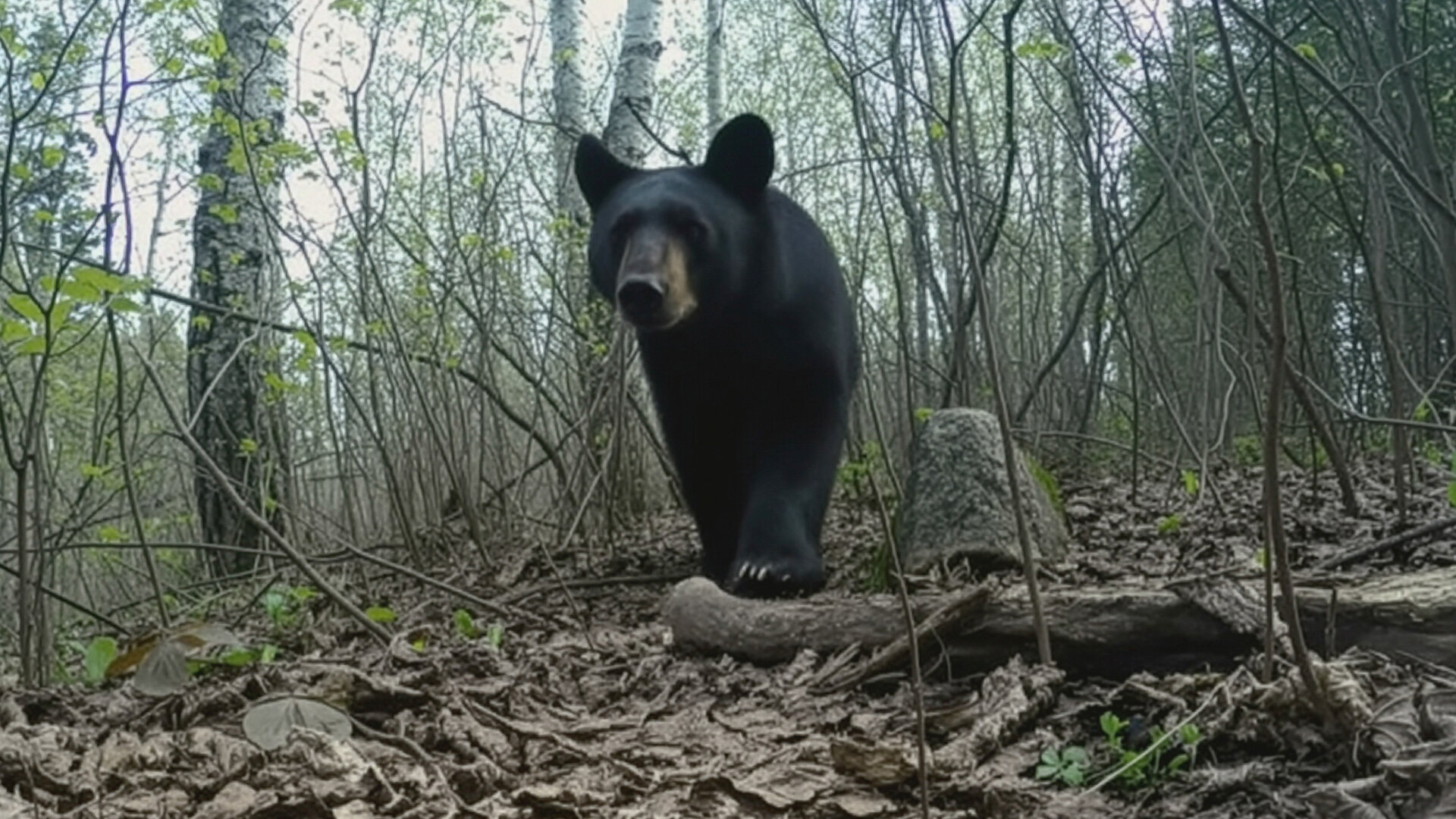 Wardens of the North S5E4 Eyes in the Sky, Boots on the Ground