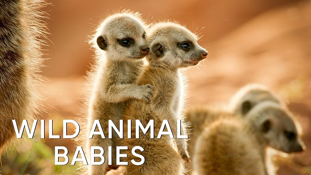 Wild Animal Babies