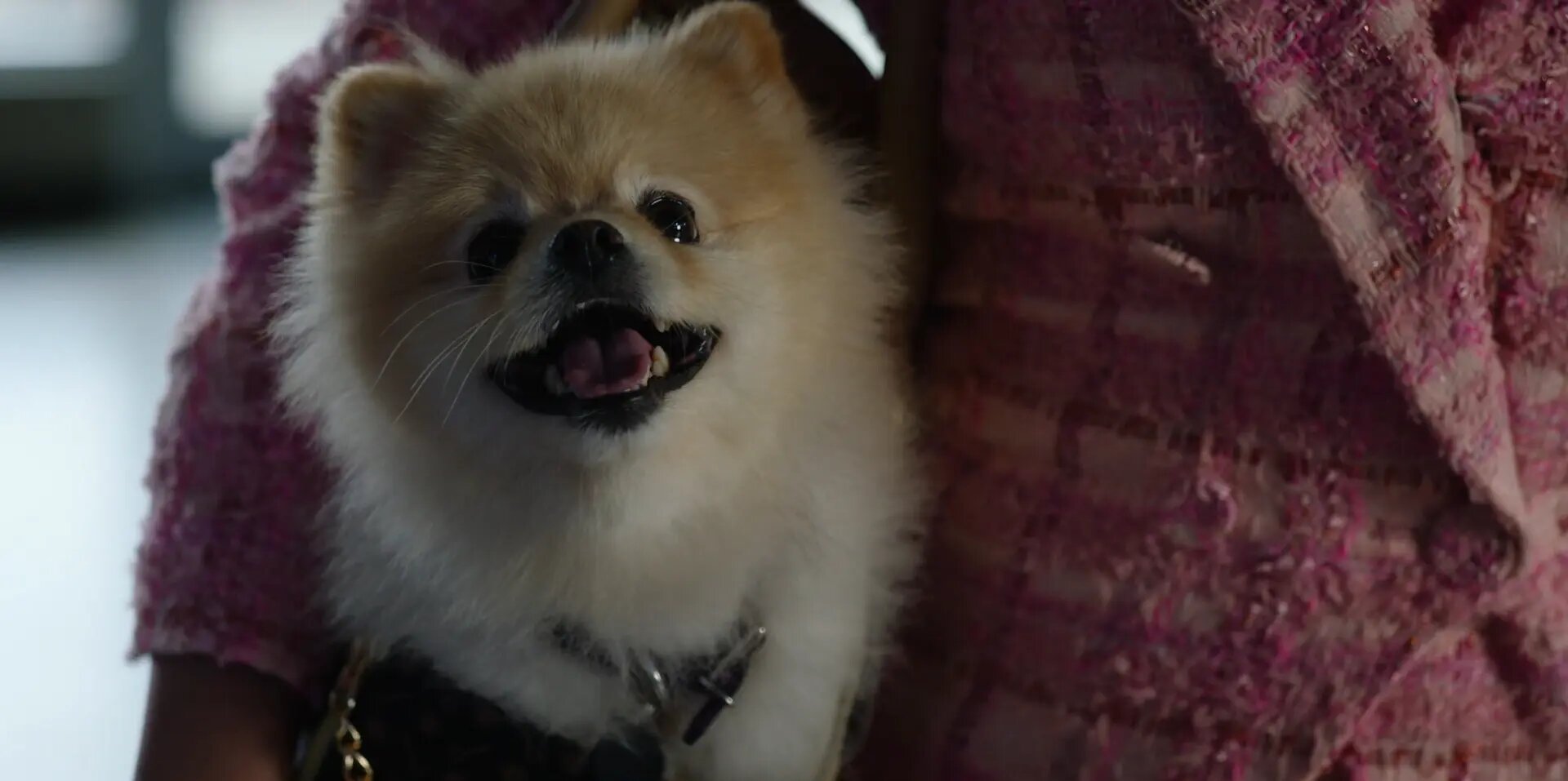 Wild Cards S2E9 Barking Bad