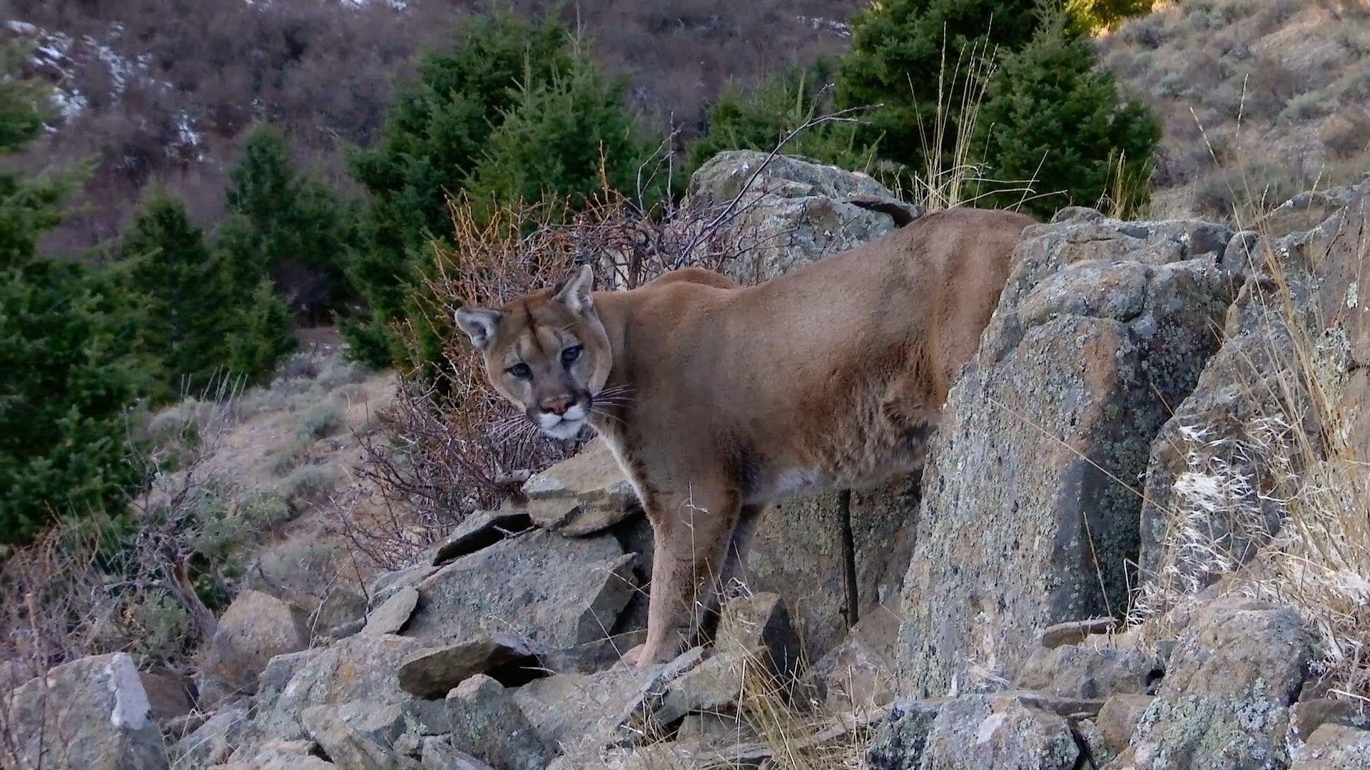 Yellowstone to Yosemite with Kevin Costner S1E2 The Naturalist